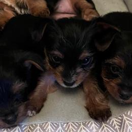 Shorkies and Yorkshire Terriers from Katie’s Yorkies and Shorkies of VA