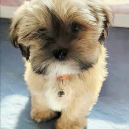 Skylor - Red gold female Lhasa Apso puppy in Jefferson, New York from Absolute Lhasa Love