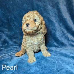 Pearl - Buff and white female Cockapoo puppy in Sunset, Louisiana from Cano Cockapoos