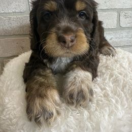 Cedar - Brown and tan male Cockapoo puppy in Mississippi from Ewing Acres