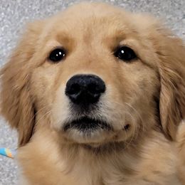 Australian Shepherds and Golden Retrievers from Masterful Dog Training