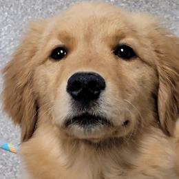 Australian Shepherds and Golden Retrievers from Masterful Dog Training