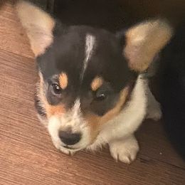 Dachshunds and Pembroke Welsh Corgis from Kuhbander Stable Llc