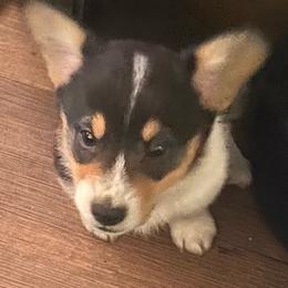 Dachshunds and Pembroke Welsh Corgis from Kuhbander Stable Llc