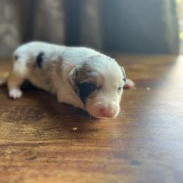 Pinto - Blue merle male Border Collie puppy in Jefferson, Pennsylvania from Willis Farm
