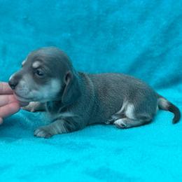 Blue Bell - Gray (blue) and cream female Dachshund puppy in Lincoln, Arkansas from Red Dirt Dachshunds