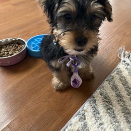 Assorted Doodle Crosses, Double Doodle, Maltipoo, Morkie, and Yorkipoo Puppies from Danza Bolo