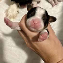 Cavalier King Charles Spaniel Puppies from Cassie’s Cavaliers