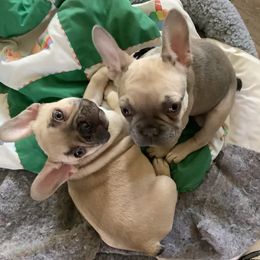 "Tater Tot and Willie Nelson" French Bulldog Puppies from Lucinda's Frenchies