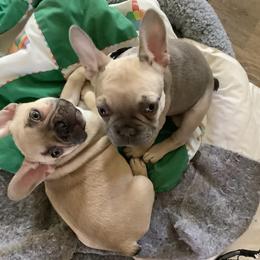 "Tater Tot and Willie Nelson" French Bulldog Puppies from Lucinda's Frenchies