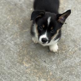 Mason - Black and tan male American Corgi puppy in Nortonville, Kansas from Low Riders Corgis & Mini Aussies