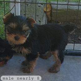 Toast - Black and tan male Yorkshire Terrier puppy in Grand Terrace, California from CLC SOUTHERN YORKIES