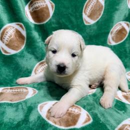 AKC Ace - White male Siberian Husky puppy in Centreville, Maryland from Huskies By the Bay