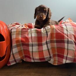 Maple - Chocolate and tan female Dachshund puppy in Live Oak, Florida from Johnson’s Weiner Farm