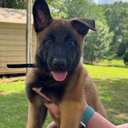Green - Fawn male Belgian Malinois puppy in Westminster, South Carolina from Fromage Malinois