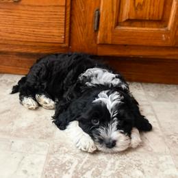 Monte - Black and chalk male Australian Labradoodle puppy in Wamego, Kansas from Doodles of Oz