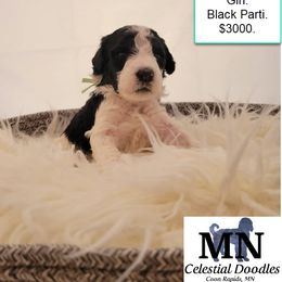 Girl 7 - Black Goldendoodle puppy in Coon Rapids, Minnesota from MN Celestial Doodles