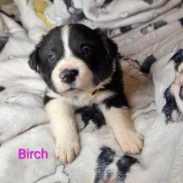 Birch - Black and white female Border Collie puppy in Gaffney, South Carolina from On the Lamb