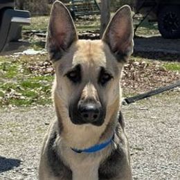 Dachshunds, German Shepherds, and Poodles from K2D2 Farm