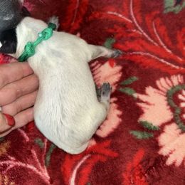 Green boy - Blue male Australian Cattle Dog puppy in Chelsea, Oklahoma from CT Mini Heelers