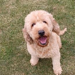 Hope - Goldendoodle