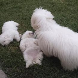 Coton de Tulear Puppies from Sutter Buttes Coton De Tulear