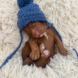 Peanut Butter Cup - Red  male Goldendoodle puppy in Hollister, Missouri from Wild Acres Goldendoodles