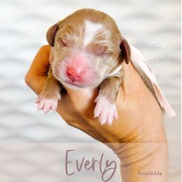 Everly - Apricot female Goldendoodle puppy in Mahomet, Illinois from Jordan Family Doodles