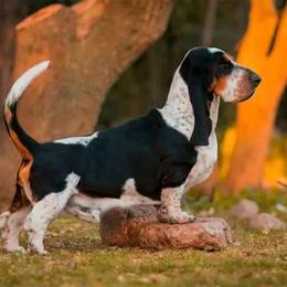 Benito - Basset Hound