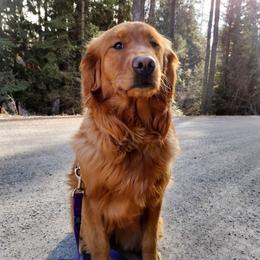 Reba - Golden Retriever