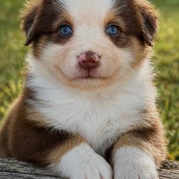 Levi - Red tri-color male Australian Shepherd puppy in Irmo, South Carolina from Triple S Farms