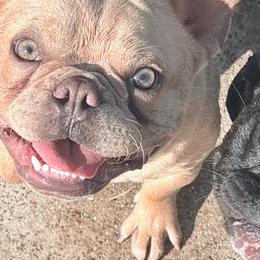 French Bulldog puppies from Mary_Lands_dog_kennels