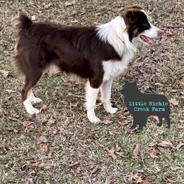 Teak - Miniature Australian Shepherd