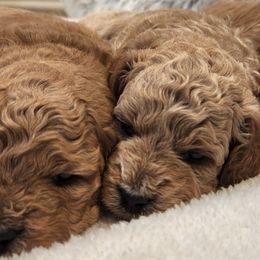 Goldendoodles from W. Mini Poodles and Doodles of Georgia