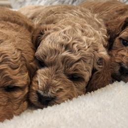 Goldendoodles from W. Mini Poodles and Doodles of Georgia
