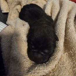 Boy 4 - Black male Chinese Shar-Pei puppy in Kingsport, Tennessee from Wrinkle Babies