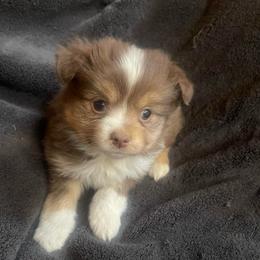 Red tri male 2 - Red tri male Toy Australian Shepherd puppy in Springfield, Missouri from Donnie's Miniature & Toy Australian Shepherds