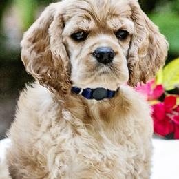 Cocker Spaniel Puppies from Cuttin Blue Farms