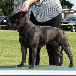 Staffordshire Bull Terrier All Grown Up from Freystaff Staffordshire Bull Terriers