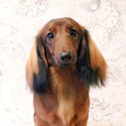 Rey - Dachshund