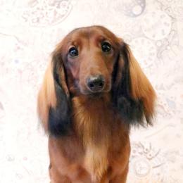 Rey - Dachshund