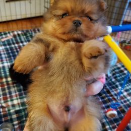 Pomeranian Puppies from Kegler Pomeranians