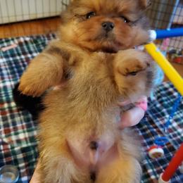 Pomeranian Puppies from Kegler Pomeranians
