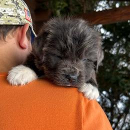 Gray - white paws - Gray male Newfoundland puppy in New York from Johnson Farms