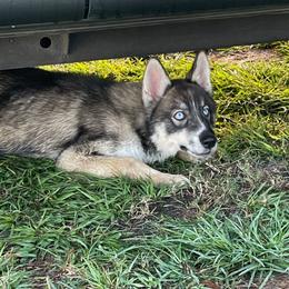 Conway - Siberian Husky