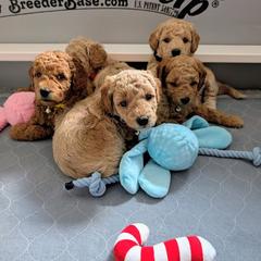 Double Doodle and Goldendoodle Puppies from Big Red Paw Doodles