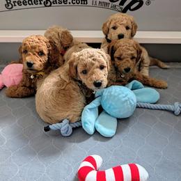 Double Doodle and Goldendoodle Puppies from Big Red Paw Doodles
