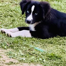 Rolex - Black & white male Toy Australian Shepherd puppy in Oklahoma City, Oklahoma from Faith River Aussies