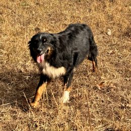 Willys - Black tri-color Australian Shepherd puppy in Oakland, Arkansas from Lone creek Aussies