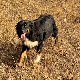 Willys - Black tri-color Australian Shepherd puppy in Oakland, Arkansas from Lone creek Aussies